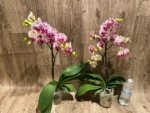 Multi Spikes Phalaenopsis OX Little Prince (4.5" Pot) - Image 5