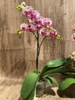 Multi Spikes Phalaenopsis OX Little Prince (4.5" Pot) - Image 7