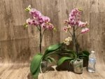 Multi Spikes Phalaenopsis OX Little Prince (4.5" Pot) - Image 4