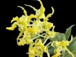 Dendrobium spectabile alba × sib (2" pot)