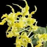 Dendrobium spectabile alba × sib (2" pot)