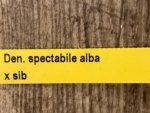 Dendrobium spectabile alba × sib (2" pot) - Image 7
