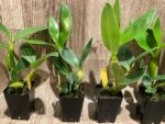 Dendrobium spectabile alba × sib (2" pot) - Image 3