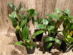 Fragrant Dendrobium farmeri (2" pot) - Image 2