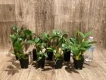 Fragrant Dendrobium farmeri (2" pot) - Image 7