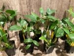 Fragrant Dendrobium farmeri (2" pot) - Image 3
