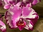Tall Spike Phalaenopsis Magic Art (4.5" pot) - Image 3
