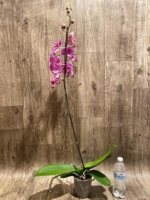 Tall Spike Phalaenopsis Magic Art (4.5" pot) - Image 5