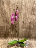 Tall Spike Phalaenopsis Magic Art (4.5" pot) - Image 6