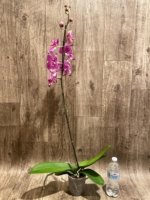 Tall Spike Phalaenopsis Magic Art (4.5" pot) - Image 7