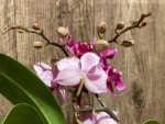 Double Spikes Phalaenopsis Yu Pin Burgundy ‘5051’ (3” Pot) - Image 4