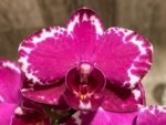 Double Spikes Phalaenopsis Yu Pin Burgundy ‘5051’ (3” Pot) - Image 2