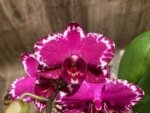 Double Spikes Phalaenopsis Yu Pin Burgundy ‘5051’ (3” Pot) - Image 3