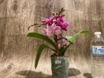 Double Spikes Phalaenopsis Yu Pin Burgundy ‘5051’ (3” Pot) - Image 6