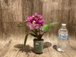 Double Spikes Phalaenopsis Yu Pin Burgundy ‘5051’ (3” Pot) - Image 7
