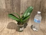 Phalaenopsis I-Hsin Charming Cherry (3” Pot) - Image 5