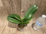 Phalaenopsis I-Hsin Charming Cherry (3” Pot) - Image 7