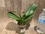 Phalaenopsis I-Hsin Charming Cherry (3” Pot) - Image 6
