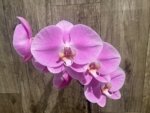 In Bloom Phalaenopsis Shulong Soft Pink ‘Large Flowers’ (4.5" pot) - Image 6