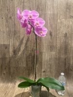 In Bloom Phalaenopsis Shulong Soft Pink ‘Large Flowers’ (4.5" pot) - Image 7