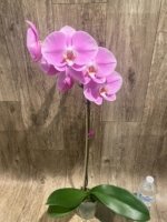 In Bloom Phalaenopsis Shulong Soft Pink ‘Large Flowers’ (4.5" pot) - Image 8