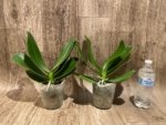 Phalaenopsis Dtps I-Hsin Polar Bear (4" pot) - Image 3