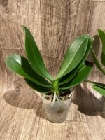 Phalaenopsis Dtps I-Hsin Polar Bear (4" pot) - Image 6