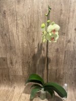 Tall Spike Phalaenopsis Dolce Golden Beauty “LX149” (4.5" pot) - Image 7