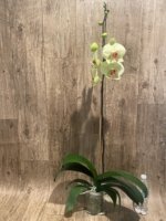 Tall Spike Phalaenopsis Dolce Golden Beauty “LX149” (4.5" pot) - Image 6