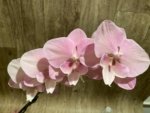 In Bloom Hard to Find Phalaenopsis Pink Icing (4.5" pot) - Image 5