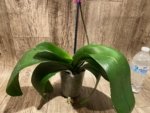 In Bloom Hard to Find Phalaenopsis Pink Icing (4.5" pot) - Image 9