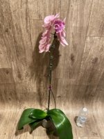 In Bloom Hard to Find Phalaenopsis Pink Icing (4.5" pot) - Image 7