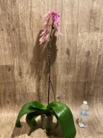 In Bloom Hard to Find Phalaenopsis Pink Icing (4.5" pot) - Image 8