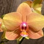 Double Spikea Phalaenopsis Jiuhbao Queen Diamond (4.5" pot)