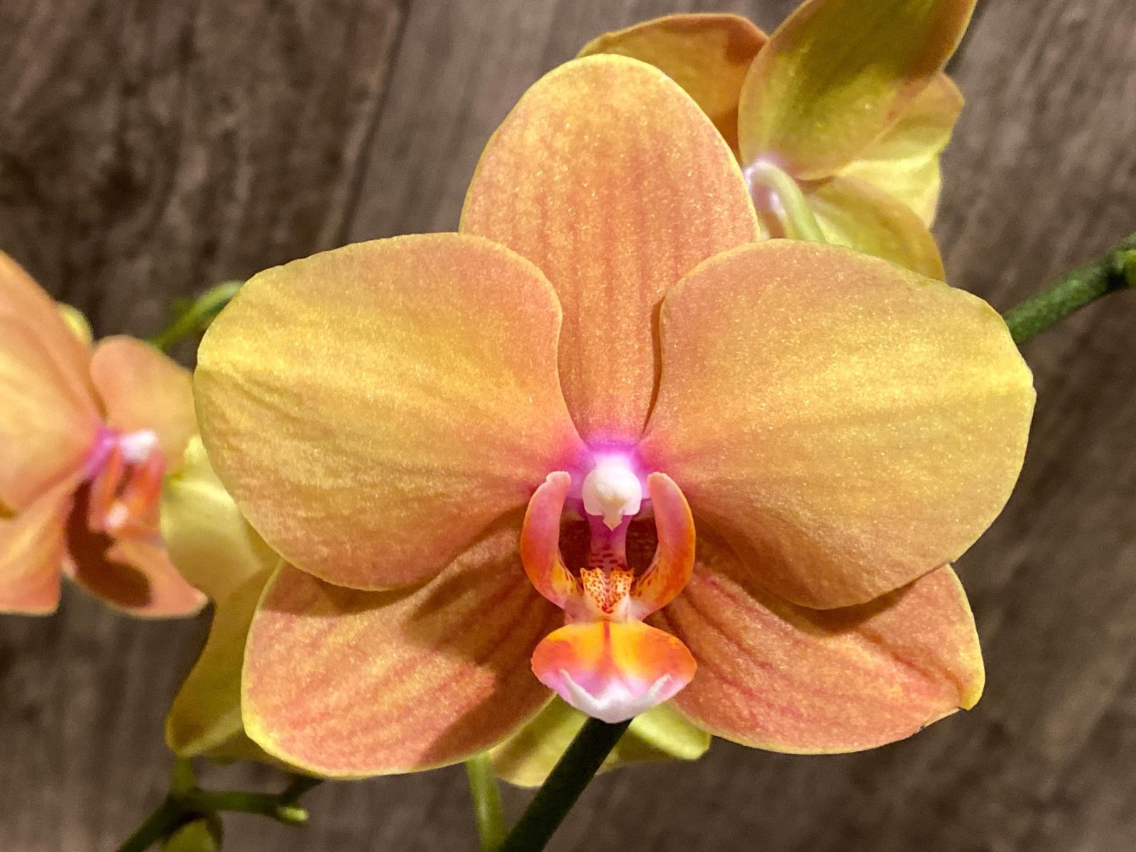 il_fullxfull.8164299715_4rxx.jpg Double Spikea Phalaenopsis Jiuhbao Queen Diamond (4.5" pot) - Image 1