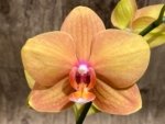 Double Spikea Phalaenopsis Jiuhbao Queen Diamond (4.5" pot) - Image 2