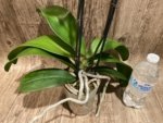 Double Spikea Phalaenopsis Jiuhbao Queen Diamond (4.5" pot) - Image 7