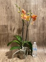 Double Spikea Phalaenopsis Jiuhbao Queen Diamond (4.5" pot) - Image 6