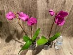In Bloom Phalaenopsis OX Royal Rose (4" pot) - Image 6