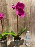 In Bloom Phalaenopsis OX Royal Rose (4" pot) - Image 8