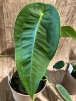Rare - Anthurium Peltigerum (4.5” pot) - Image 2