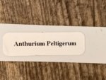 Rare - Anthurium Peltigerum (4.5” pot) - Image 13