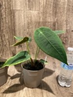 Rare - Anthurium Peltigerum (4.5” pot) - Image 12