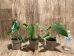 Rare - Anthurium Peltigerum (4.5” pot) - Image 8