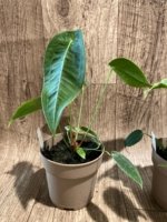 Rare - Anthurium Peltigerum (4.5” pot) - Image 10