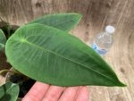 Rare - Anthurium Peltigerum (4.5” pot) - Image 5