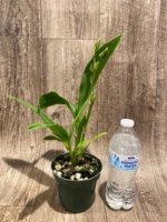 In Spike Zygosepescalum Blue Hawaii × Deenie Quintai (3.5" pot) - Image 3