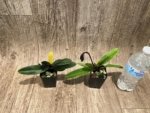 In Spike Paphiopedilum QF Kaha (Paph. QF Wainani x charlesworthii) (2" pot) - Image 3
