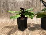 In Spike - Paph. Avenue Azhar x Satchel’s Legend AM/AOS (2” pot) - Image 7