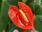 Anthurium Orange (6” pot)